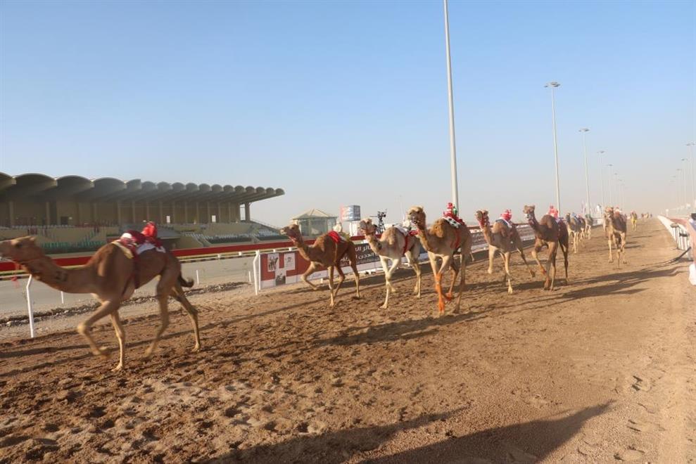 انطلاق منافسات مهرجان البشائر السنوي الرابع للهجن بأدم